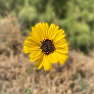 Meet your Posher, Harlow